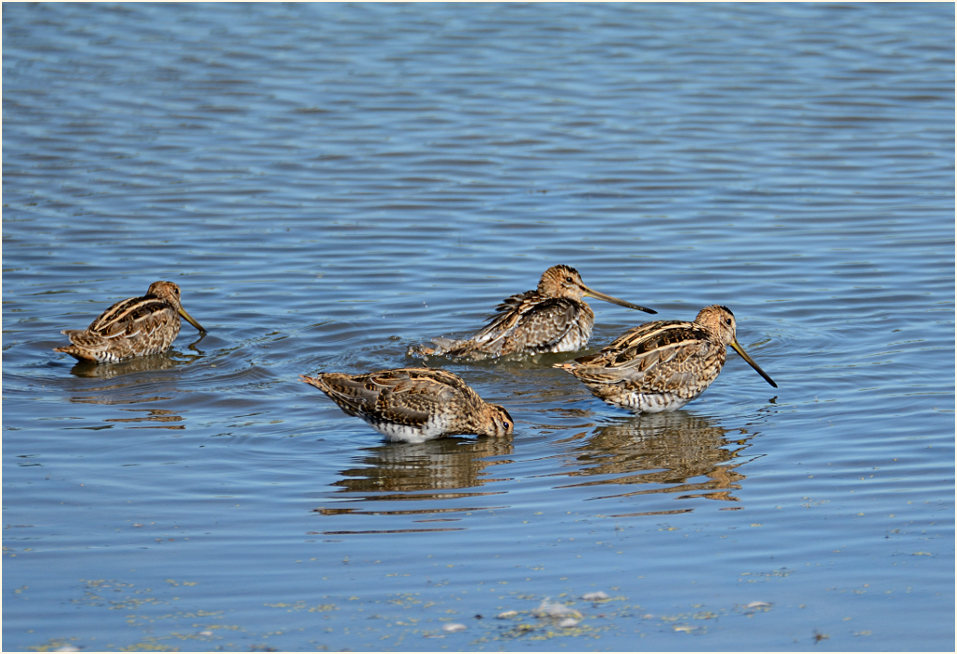 Bekassine (Gallinago gallinago)