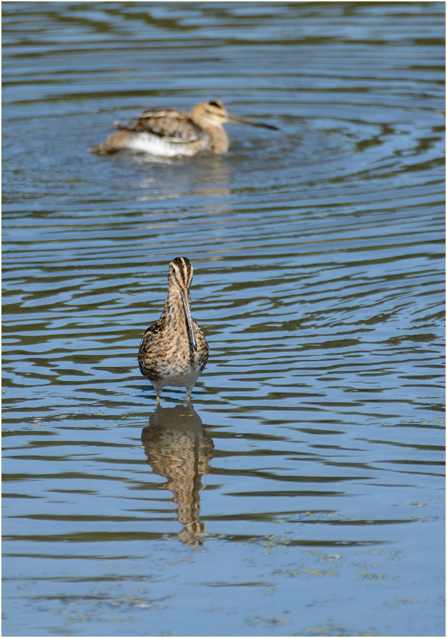 Bekassine (Gallinago gallinago)