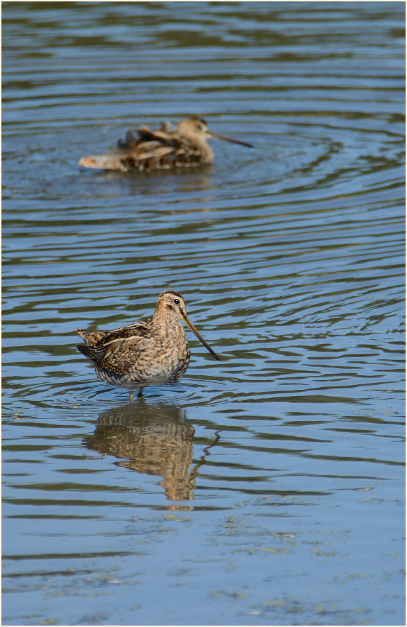 Bekassine (Gallinago gallinago)