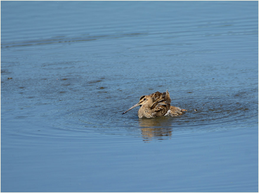 Bekassine (Gallinago gallinago)