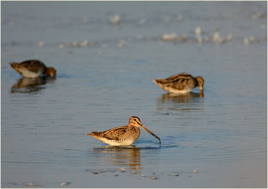 Bekassine (Gallinago gallinago)