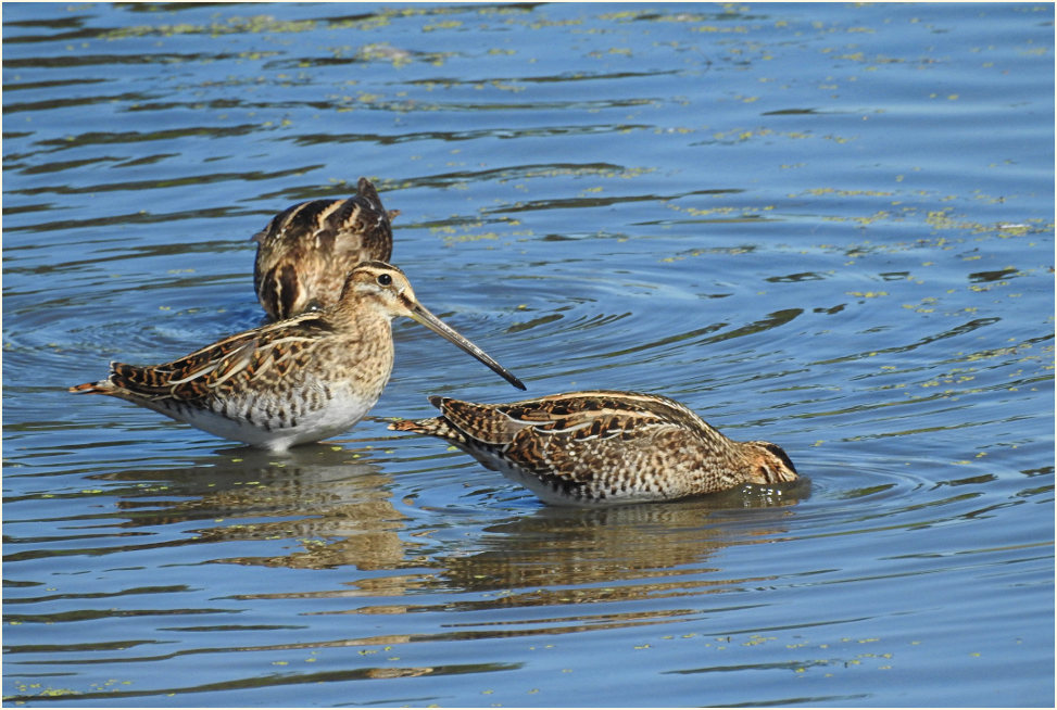 Bekassine (Gallinago gallinago)