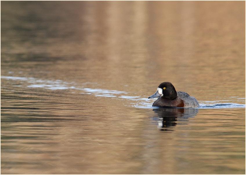 Bergente (Aythya marila)