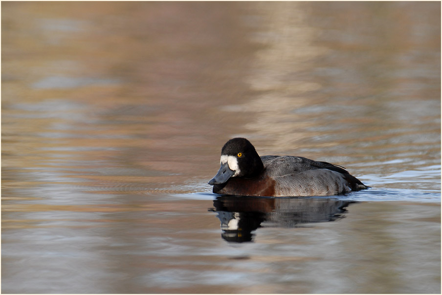 Bergente (Aythya marila)