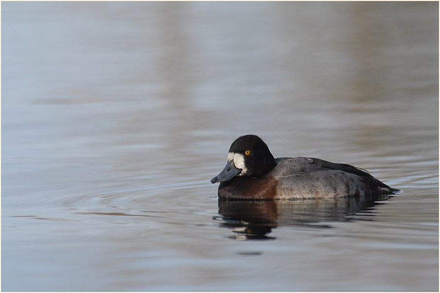Bergente (Aythya marila)