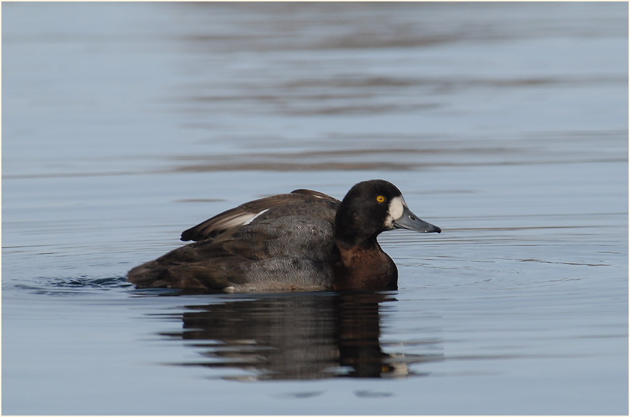 Bergente (Aythya marila)