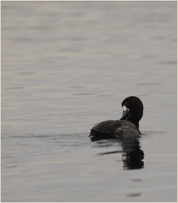 Bergente (Aythya marila)