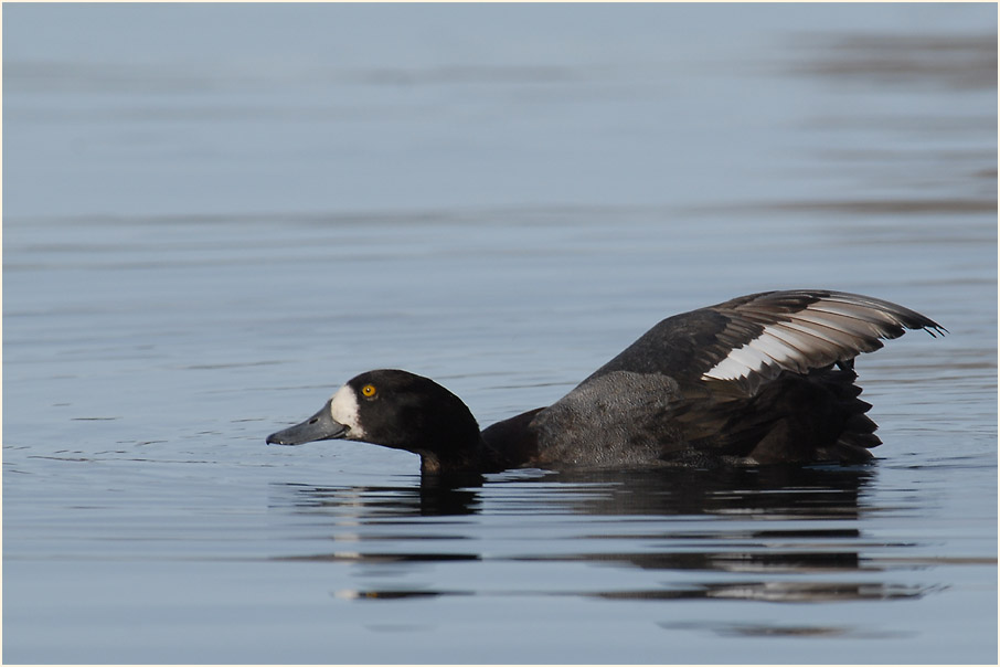 Bergente (Aythya marila)