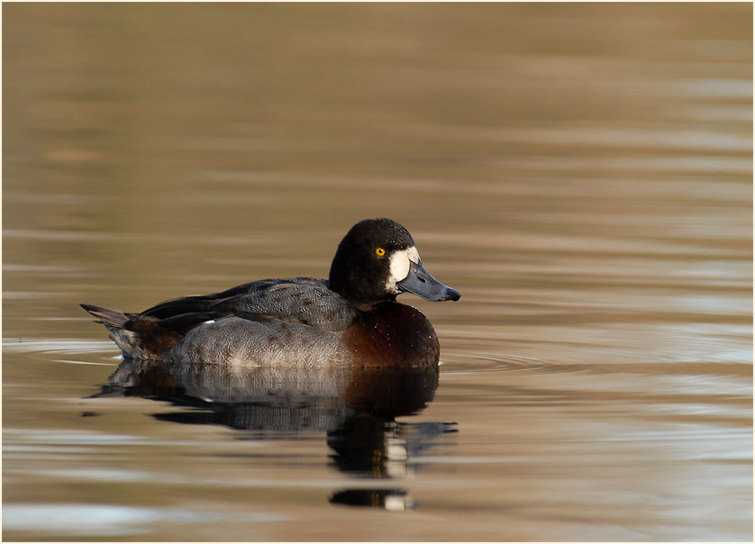 Bergente (Aythya marila)