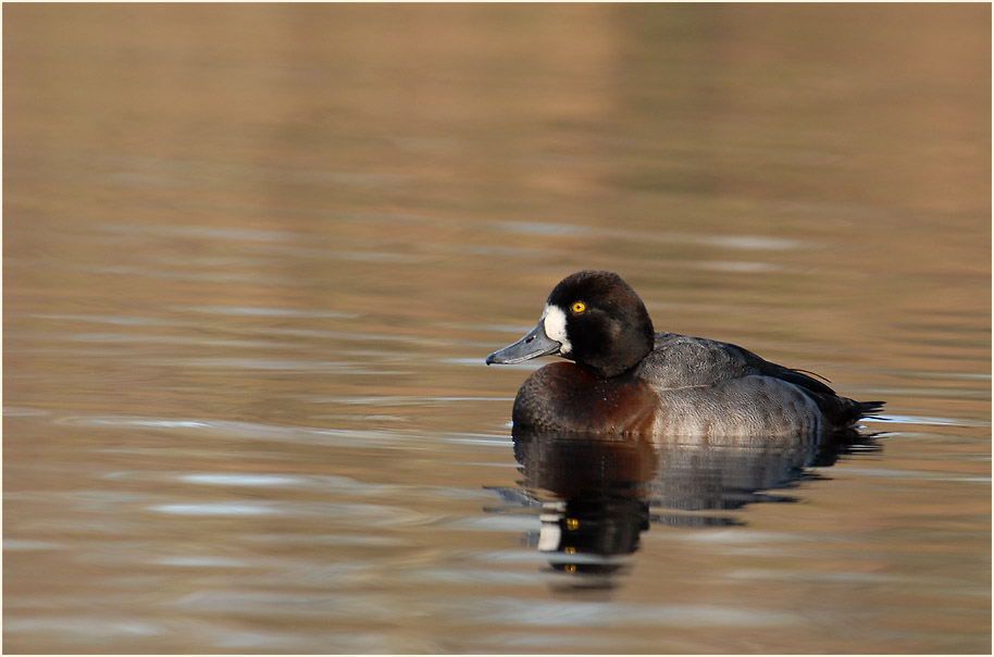 Bergente (Aythya marila)