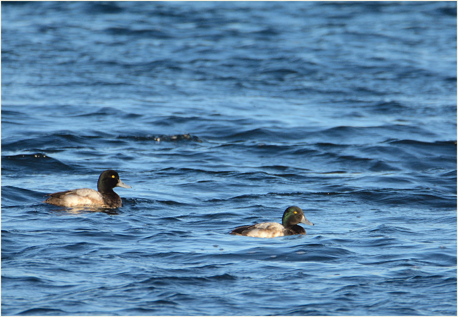 Bergente (Aythya marila)