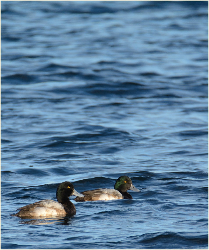 Bergente (Aythya marila)