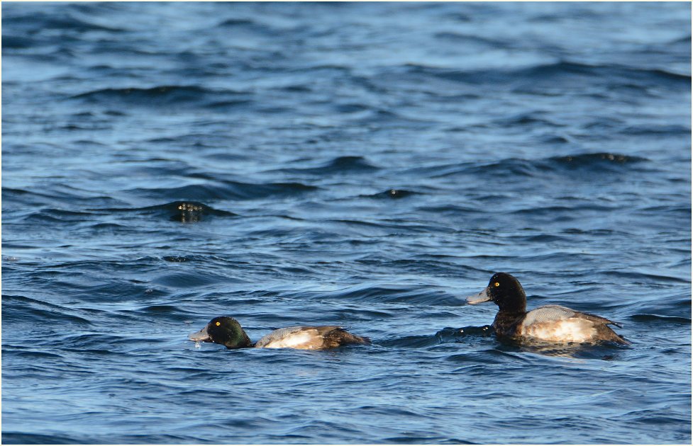 Bergente (Aythya marila)