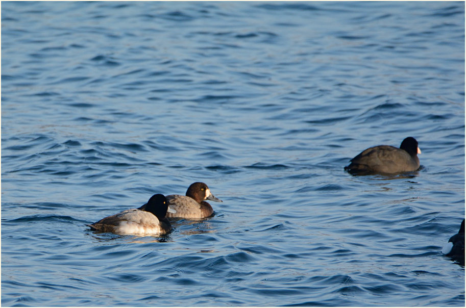 Bergente (Aythya marila)