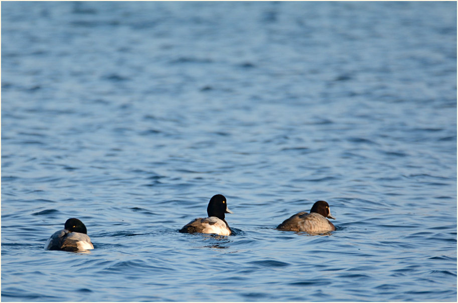 Bergente (Aythya marila)