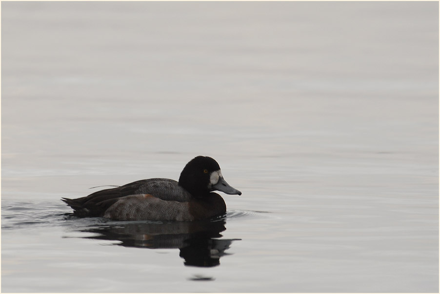 Bergente (Aythya marila)