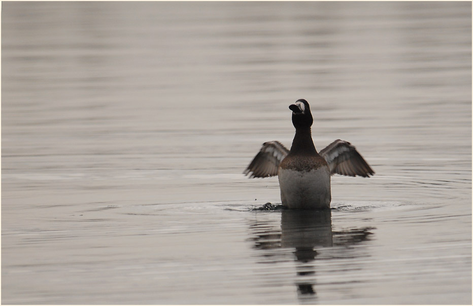 Bergente (Aythya marila)