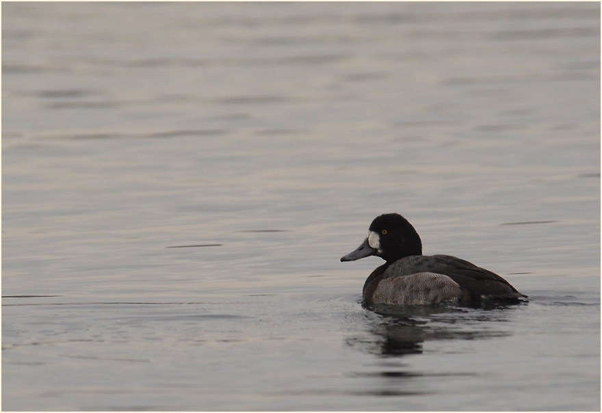 Bergente (Aythya marila)