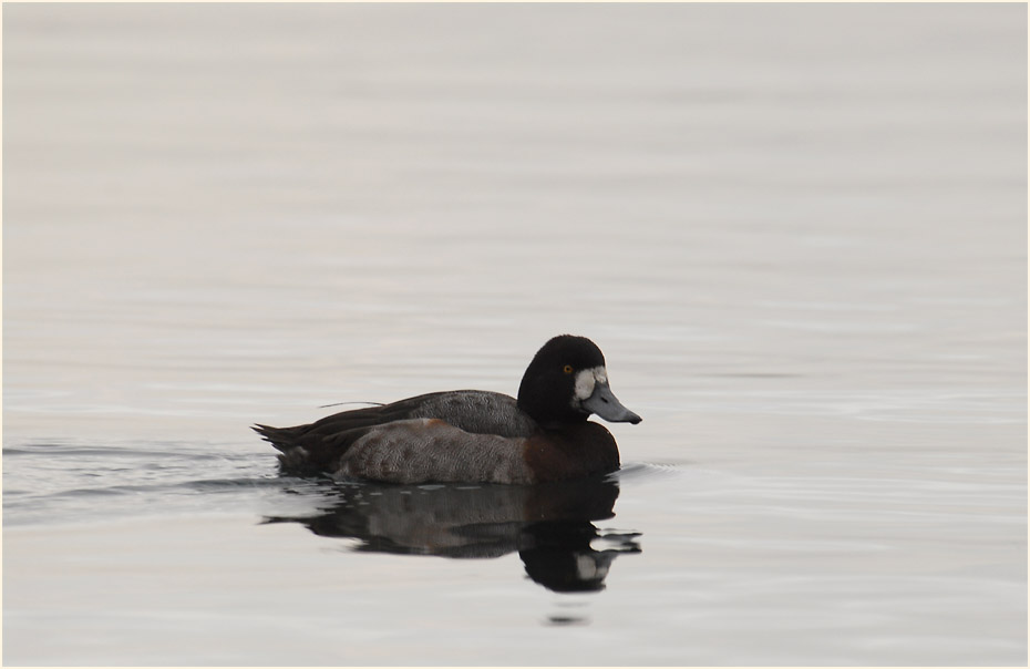 Bergente (Aythya marila)