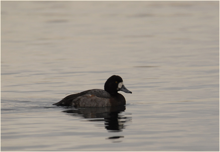 Bergente (Aythya marila)