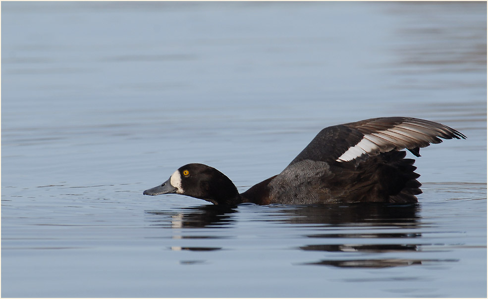 Bergente (Aythya marila)