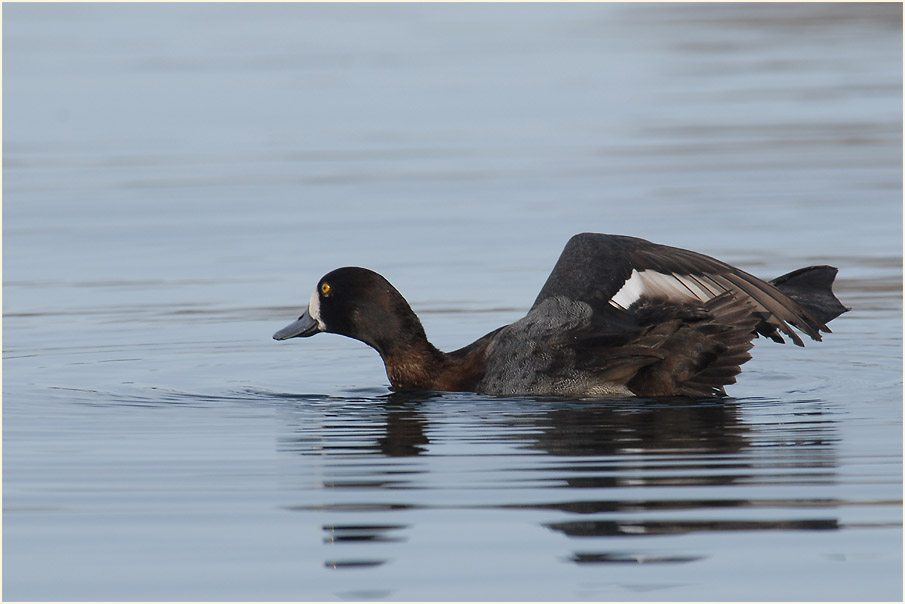 Bergente (Aythya marila)