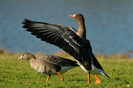 vergrößern