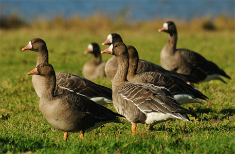 vergrößern