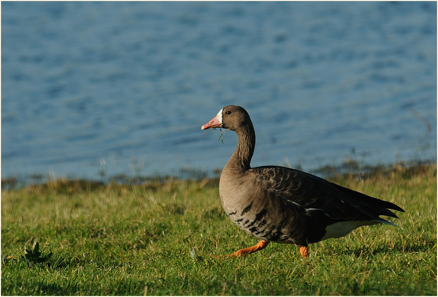 Bläßgans (Anser albifrons)