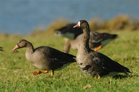 vergrößern