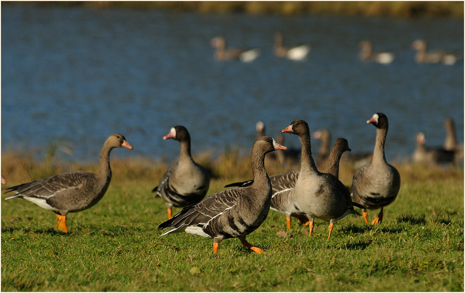 Bläßgans (Anser albifrons)