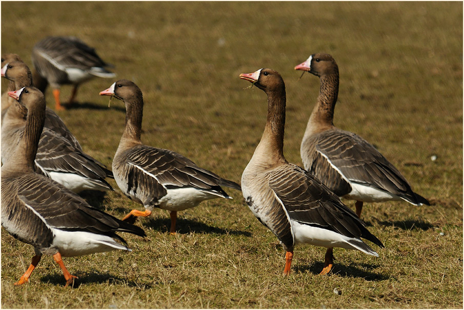 Bläßgänse (Anser albifrons)