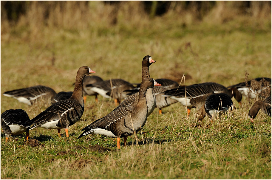 Bläßgans (Anser albifrons)