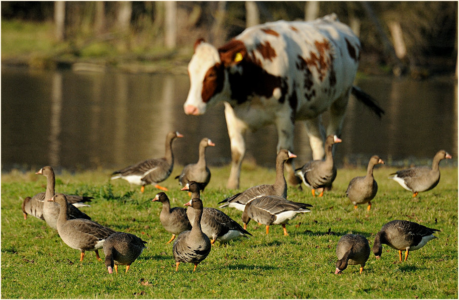 Bläßgans (Anser albifrons)