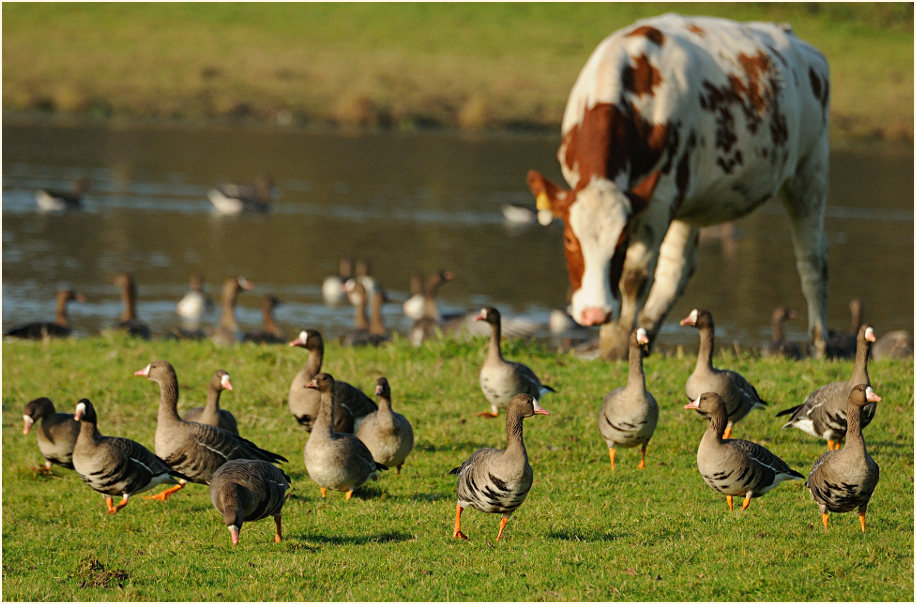 Bläßgans (Anser albifrons)