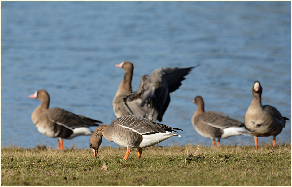 Bläßgans (Anser albifrons)