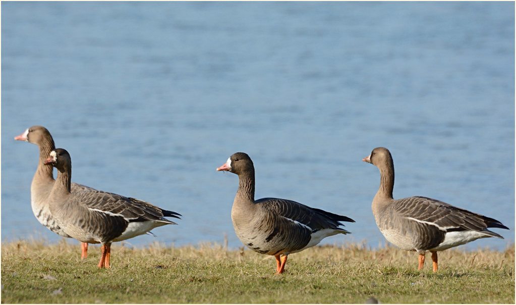 Bläßgans (Anser albifrons)