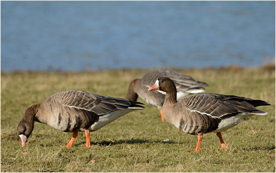 Bläßgans (Anser albifrons)