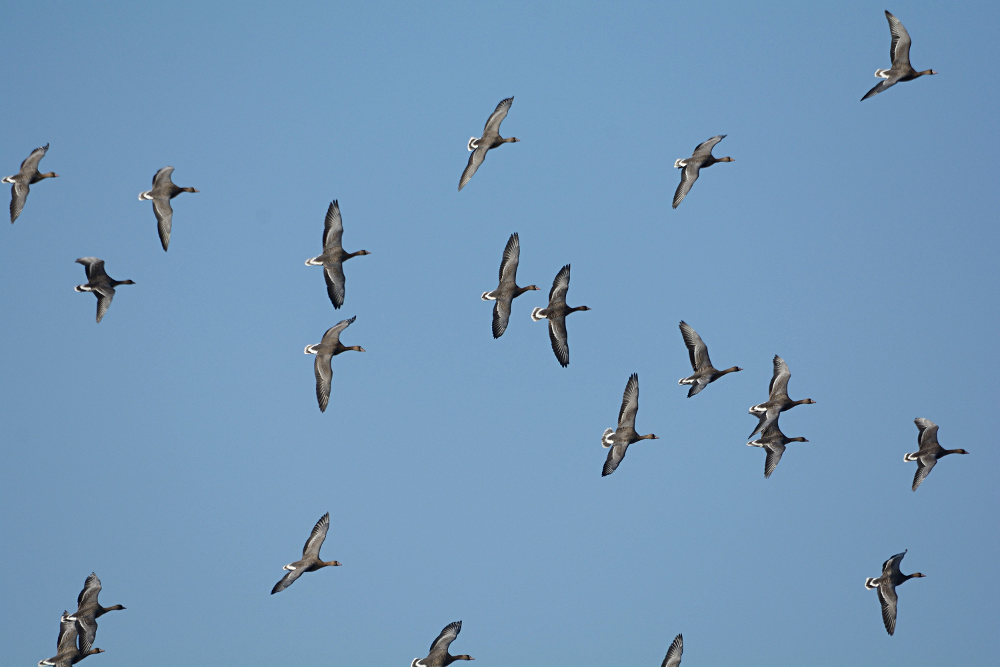 Bläßgans (Anser albifrons)