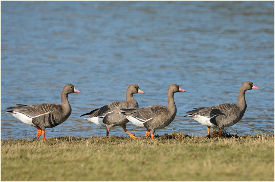 Bläßgans (Anser albifrons)