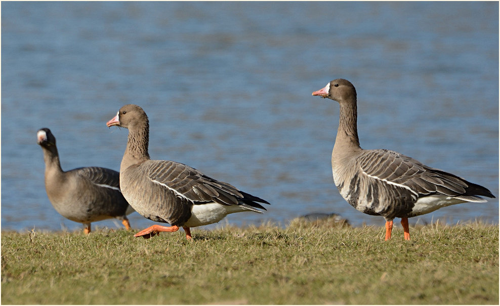 Bläßgans (Anser albifrons)