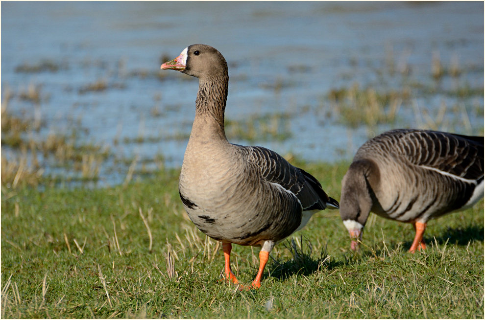 Bläßgans (Anser albifrons)