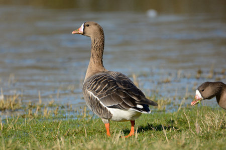 vergrößern