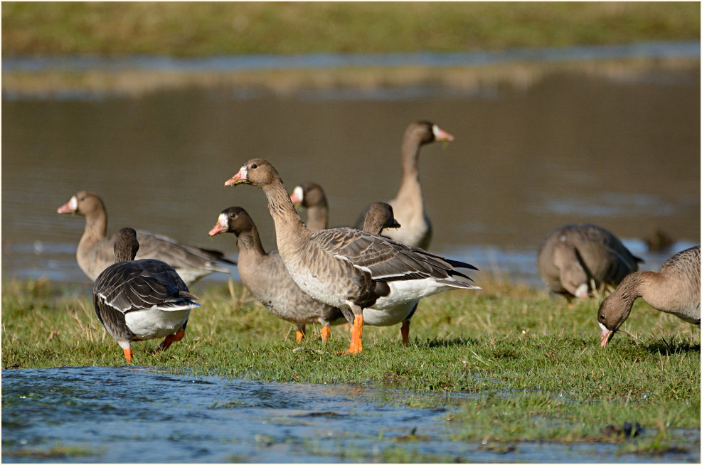 Bläßgans (Anser albifrons)