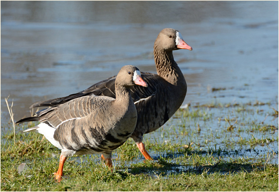 Bläßgans (Anser albifrons)