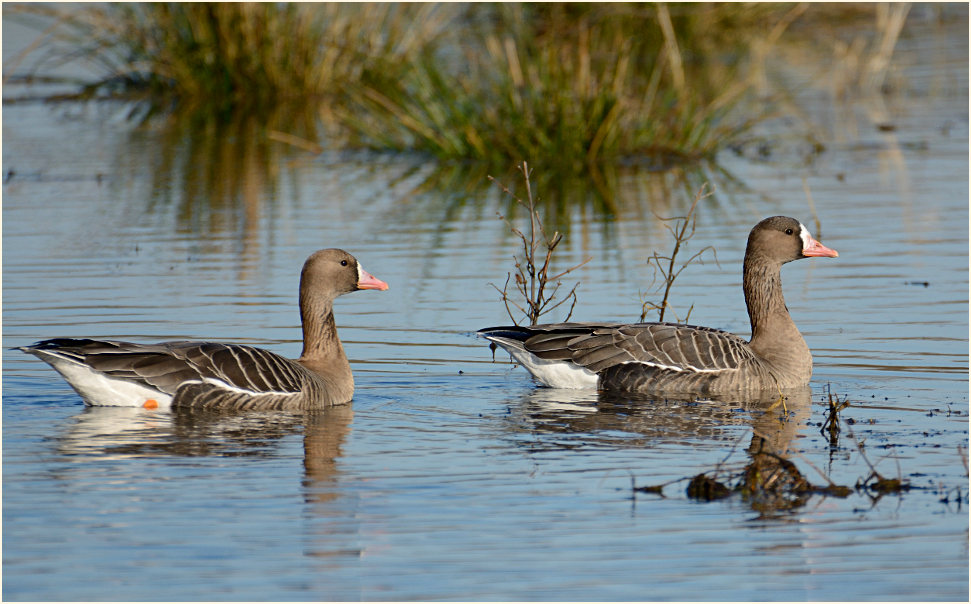 Bläßgans (Anser albifrons)