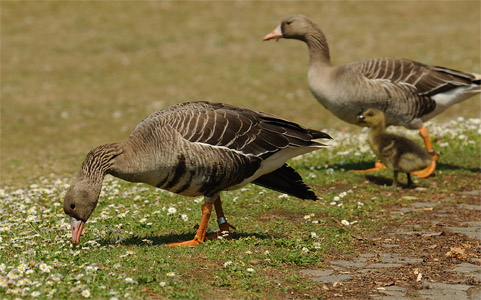 vergrößern