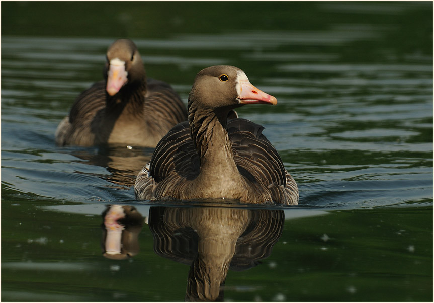 Bläßgans (Anser albifrons)