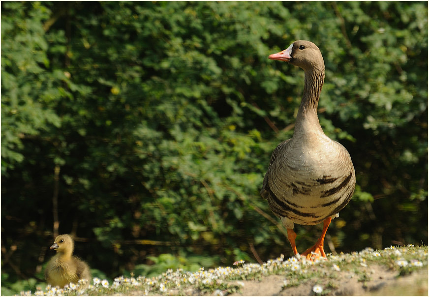 Bläßgans (Anser albifrons)