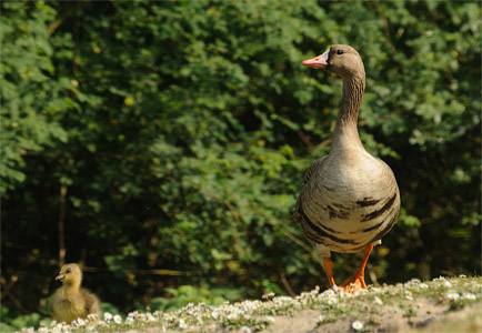 vergrößern